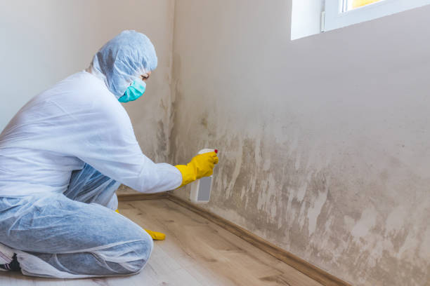 Licensed Commercial Mold Remediation service in Union City, NJ - Car Mold Remediation